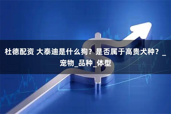 杜德配资 大泰迪是什么狗？是否属于高贵犬种？_宠物_品种_体型